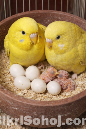 1 জোড়া Full Adult লুটিনো (Red Eye) বাজিগর বিক্রি হবে